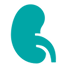 Kidney